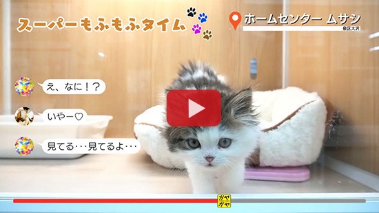 #24ホームセンタームサシ ペットコーナー