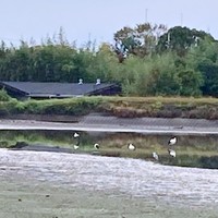 池に集まったコウノトリ（画像提供：なつまきさん）