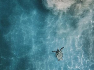 消える命と生きる命は同じ重さ。海亀博物館で学んだ、命の摂理