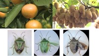 果樹に被害を及ぼすカメムシ類