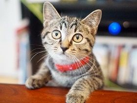 発見から２週間、やっと子猫を保護　支えはインスタの猫友だった
