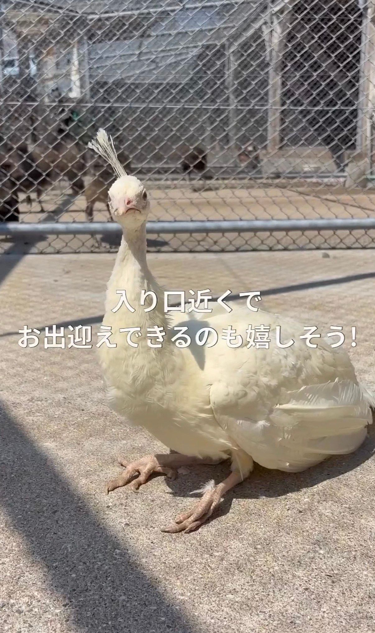 1羽だけ真っ白！数年ぶりに誕生した「白孔雀」のひな 別室で大切に育っ