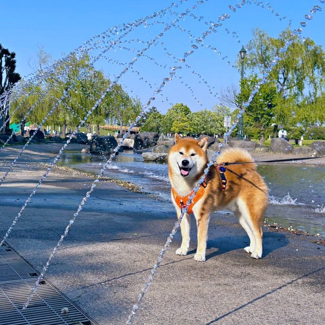 噴水大好き！ 散歩中、にっこり笑みを浮かべる柴犬の豆次郎くん（画像提供：しばわんこさん）