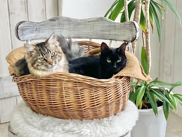 まるで本当のきょうだい！ 仲良くカゴの中でくつろぐ（左から）同居猫・ルナちゃん、ジジちゃん（画像提供：なちゅふぉとさん）
