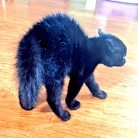 まるでウニ！ 命名のきっかけなったうにくんの思い出の一枚（画像提供：ねこのいいなりさん）