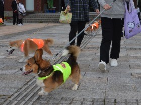愛犬が隊員　登下校見守る「わんわんパトロール隊」の結成式
