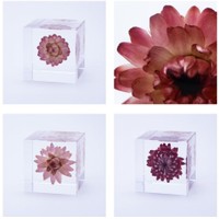 植物の美しい瞬間を4cm角のアクリルキューブに封入した「Sola cube」（カルチュア・コンビニエンス・クラブ提供）