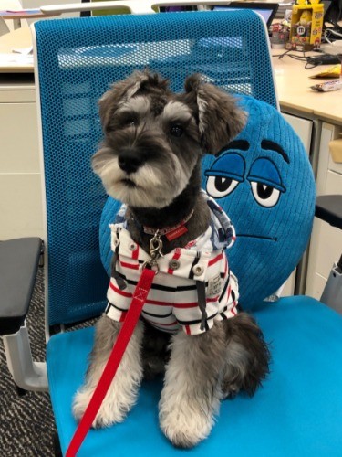 オフィスに来たソルト（提供写真）