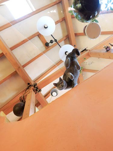 ここに住みたい……