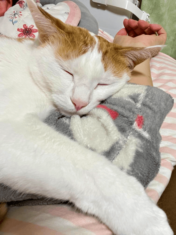 飼い主さんの腕に抱きついて眠るむぎちゃん（画像提供：むぎさん）