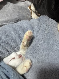 広いスペースがあるのに、足元とかお腹の横に入り込んでくることも