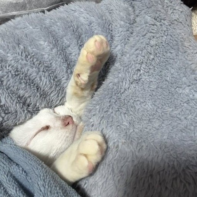 広いスペースがあるのに、足元とかお腹の横に入り込んでくることも