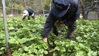 ピリッとした辛さが魅力　蒜山高原で葉ワサビの収穫が最盛期　岡山・真庭市