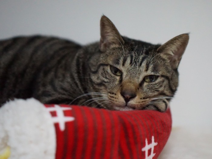 「もふもふマスクは、爪切りの時だけだよ」