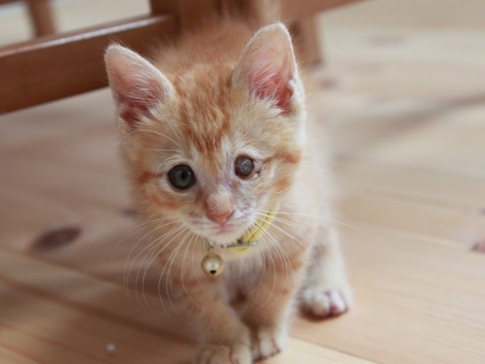 不調が治った日にきた、細くて綺麗な猫目ルチルたん！ 不調が治った日にきた、細くて綺麗な猫目ルチルたん！