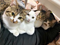 横並びに勢揃いする猫たち（画像提供：おゆちゃんさん）