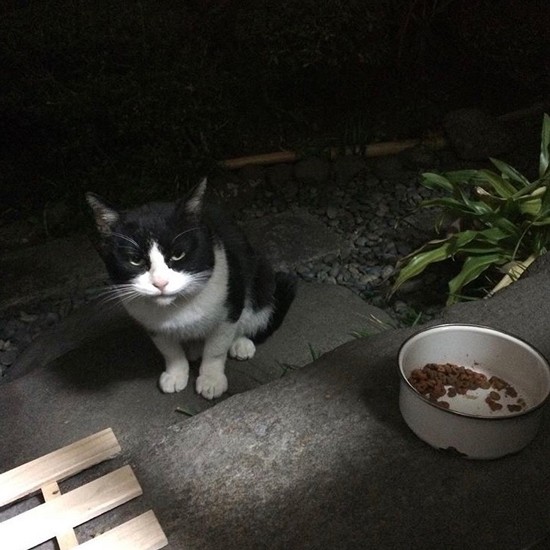 姿はめったに現さないけど庭先に置いたごはんだけはなくなっている。“忍びの者”のイメージから坂本さんがシノビと呼び、その名を高橋さんが引き継いだそうです（坂本さん提供）