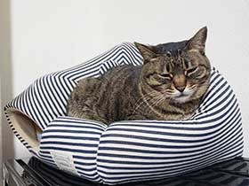 まったりくつろいでウトウト　甘えん坊なミックス猫「はな」　