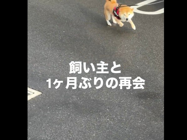 猛ダッシュで飼い主さんに駆け寄る琴ちゃん（画像提供：Yastinさん）