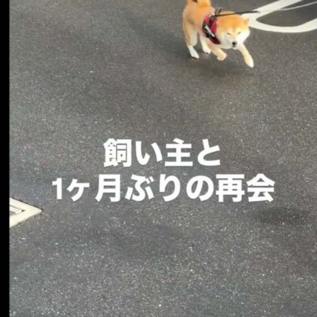 猛ダッシュで飼い主さんに駆け寄る琴ちゃん（画像提供：Yastinさん）
