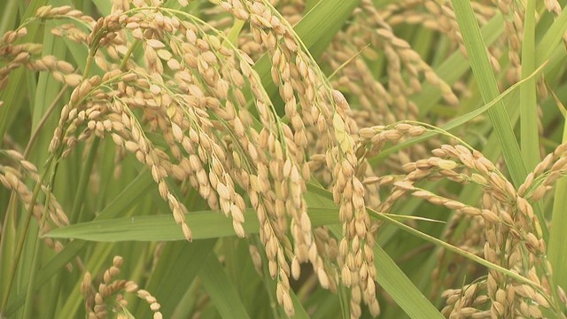 コメの収穫量見込み　岡山・香川とも「前年並み」の見通し　農水省