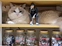 兄猫・ドイルくん。狭い棚の隙間に入ってくつろいでいます（画像提供：ドイルとシャロン︎︎さん）