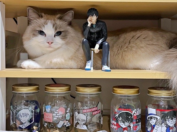 兄猫・ドイルくん。狭い棚の隙間に入ってくつろいでいます（画像提供：ドイルとシャロン︎︎さん）