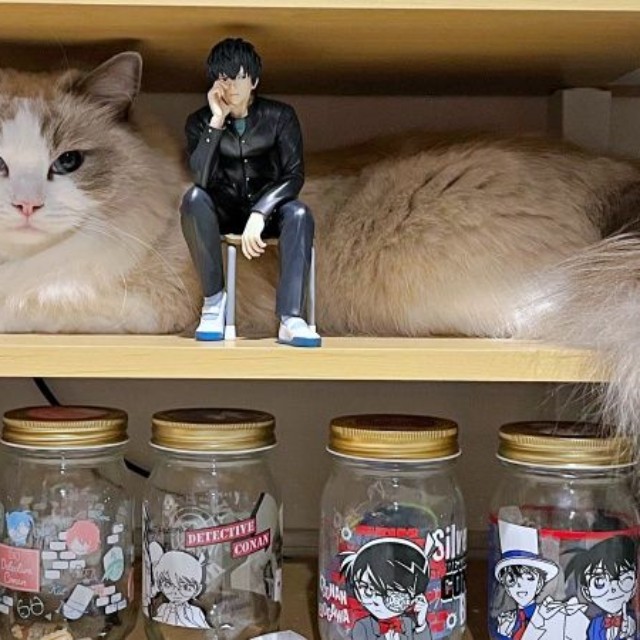 兄猫・ドイルくん。狭い棚の隙間に入ってくつろいでいます（画像提供：ドイルとシャロン︎︎さん）