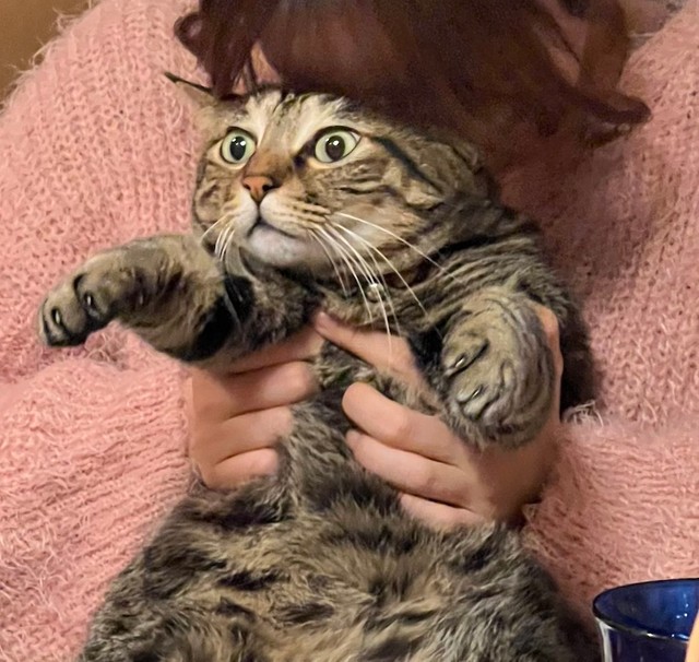 宗方さんの娘さんに抱っこされ、フリーズするまろくん（画像提供：宗方脩さん）