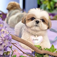 人もわんこも大好きなズシくん（画像提供：シーズーのズシさん）