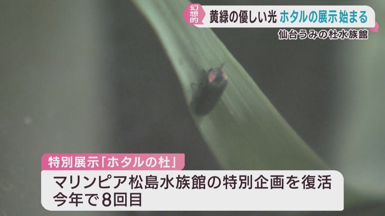 ホタルの特別展示　子どもたちがほのかな明かりを楽しむ　仙台うみの杜水族館