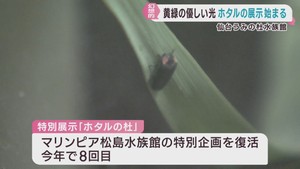 ホタルの特別展示　子どもたちがほのかな明かりを楽しむ　仙台うみの杜水族館