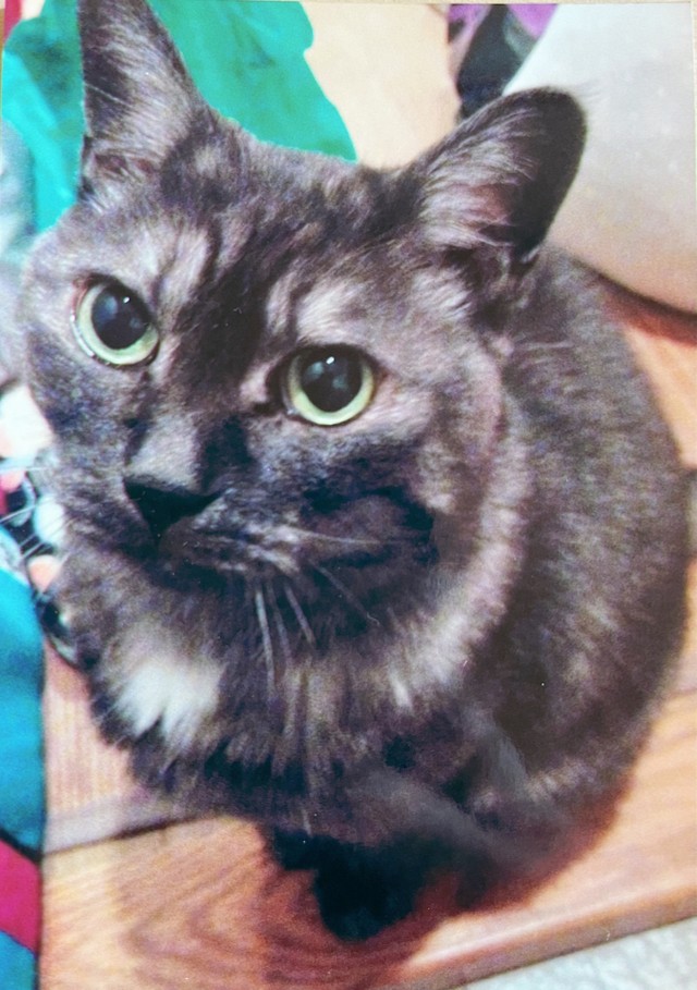 高野さんが以前飼っていたネコちゃん。