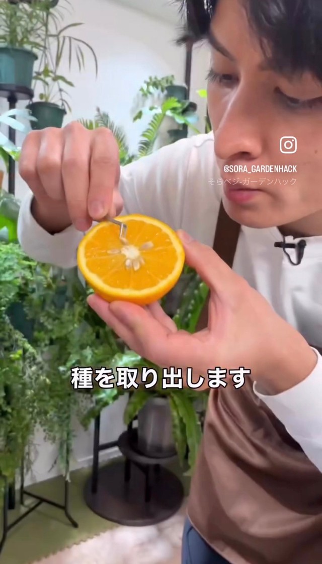 カットしたオレンジから種を取り出す／そらベジさん（@sora_gardenhack）提供