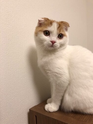 家にきたころの「メル」