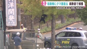 麻酔銃でクマ捕獲　決定的瞬間をカメラが捉える！　仙台の街路樹に５時間居座る