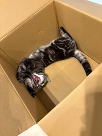 もちろんダンボールも大好きなこめちゃん（提供：こめさん）