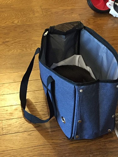 家に来た日。夕方過ぎまで6時間近くキャリーバックの中から出てこなかったのだが……（宏美さん提供）