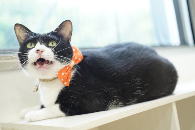 コーナン堺高須店内に「おとな猫」専用の譲渡スペース常設へ（ネスレ日本提供）