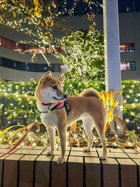 イルミネーションをバックに一枚パシャリ（提供：柴犬るなさん）