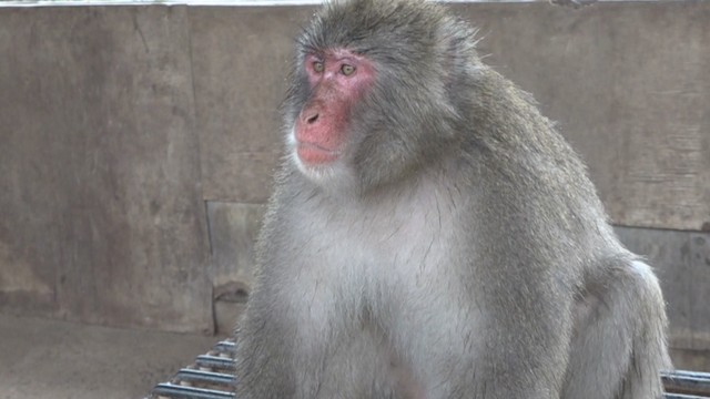 小豆島の「お猿の国」で新しいボス猿が誕生　その名も「24代目団十郎」　香川・土庄町