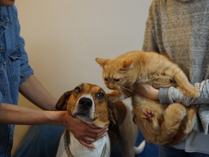 「チラッ。茶太郎君も軽井沢出身なのね」「そうだよ、段ボールに捨てられていたんだ」。セーラは取材後、トライアルが決まりました