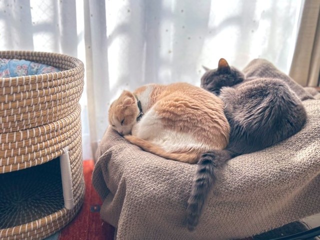 天国でふたりは再会して寄り添ってねているかな？（飼い主さん提供）