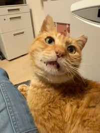 今村さんの膝の上にやってきたチャーリーくん（画像提供：今村かなえさん）