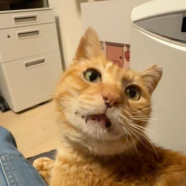 今村さんの膝の上にやってきたチャーリーくん（画像提供：今村かなえさん）