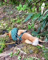 充電が切れたたけちよちゃん（提供：柴犬たけちよさん）