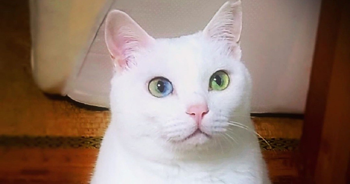 カメラ嫌いだけど撮影成功！ 保護されやって来た雑種猫「咲耶」 | 「犬