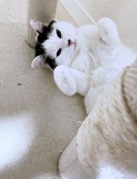 くつろぐめかぶちゃん（画像提供：硝子さん）