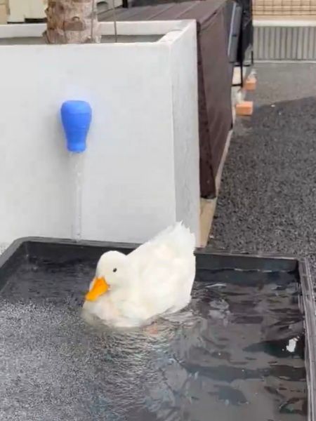 卵は…命や」Xに広がる感激の声 コールダックの産卵の瞬間をとらえた