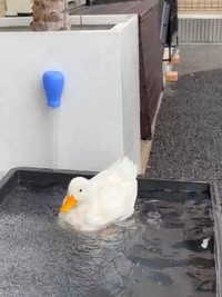 感動の瞬間を見せてくれたコールダックのゆきちゃん